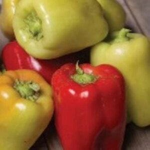 Sweet Sunshine Early Yellow