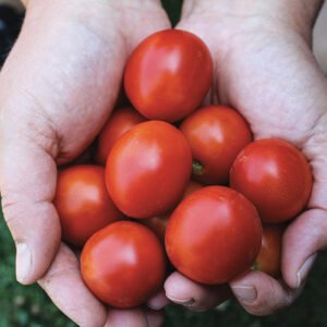 42 Day Tomato