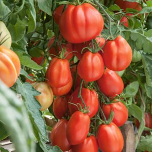 Giant Garden Paste Tomato