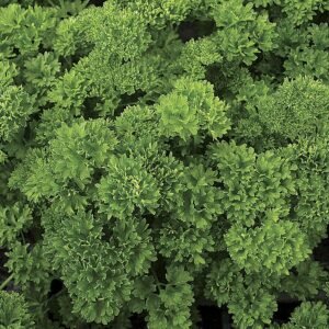 Parsley, Lisette