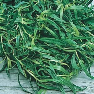 Tarragon, Ferry Morse