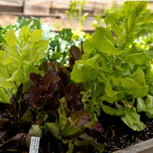 Lettuce, Gourmet Loose Leaf Blend