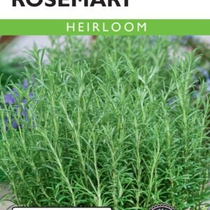 French Rosemary