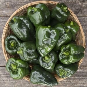 Ancho Poblano Hot Pepper