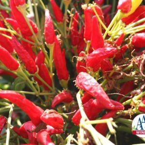 Hybrid Pepper Super Chili