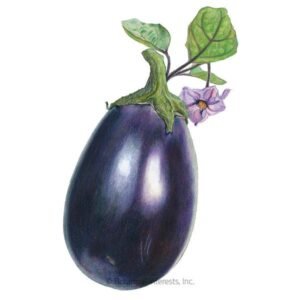 Black Beauty Egg Plants