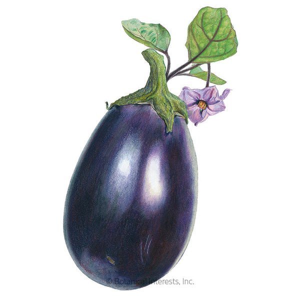 Black Beauty Egg Plants