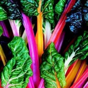 Swiss Chard Bright Lights