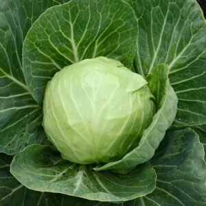 Katrina Cabbage