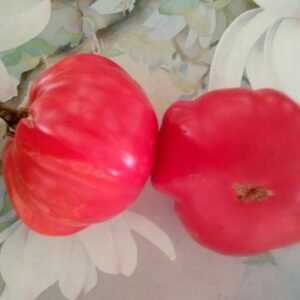 Giant Belgian Beefsteak