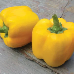 Hybrid Pepper, Early Summer