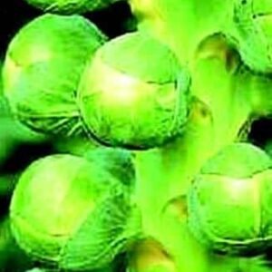 Brussels Sprouts, Jade Cross