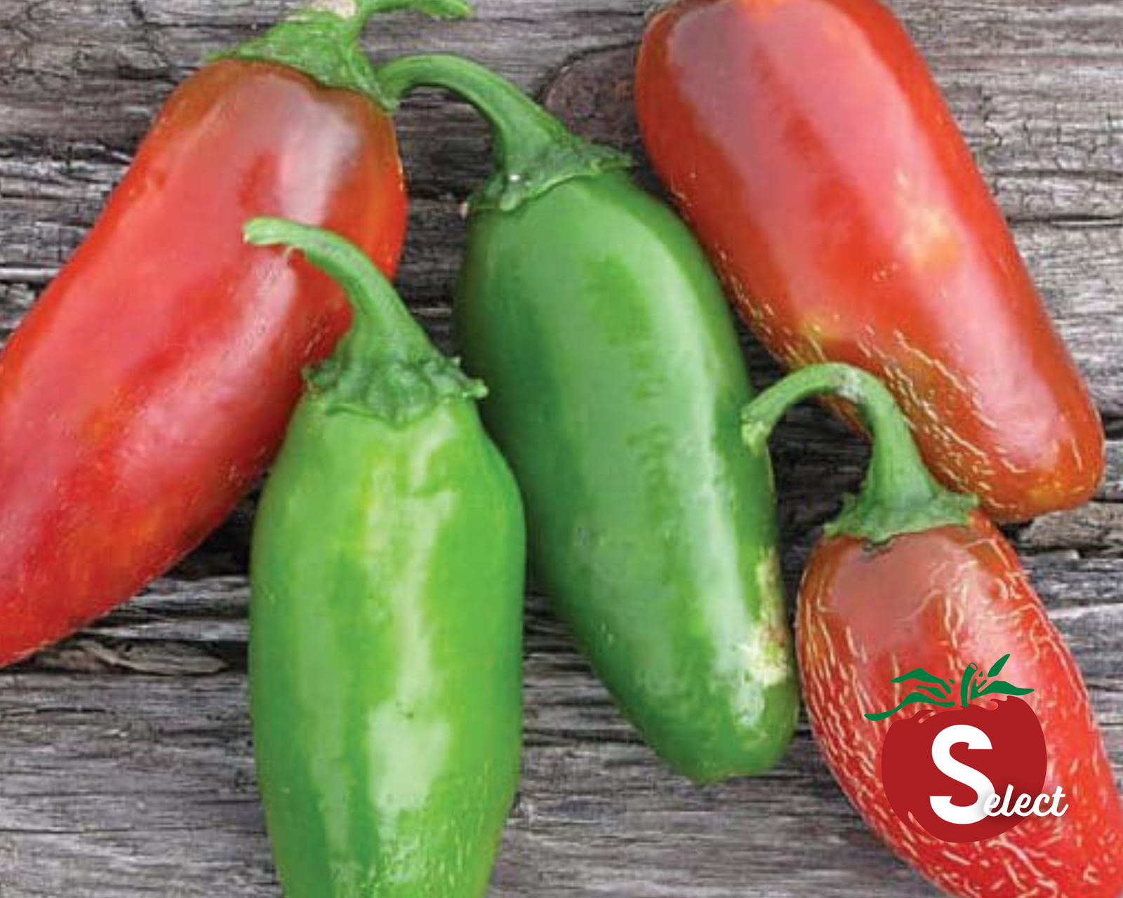 Pepper, Early Jalepeno