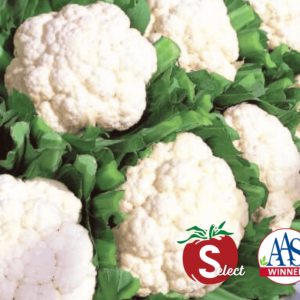 Snow Crown Cauliflower