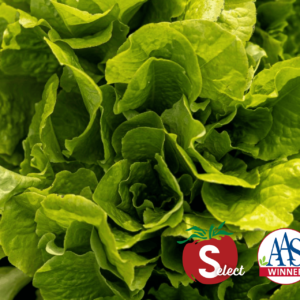 Lettuce, Buttercrunch