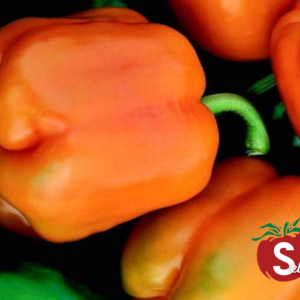 Goliath Sweet Orange Pepper