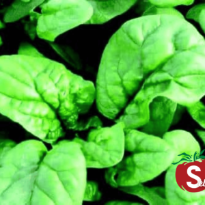Spinach, Bloomsdale Long Standing