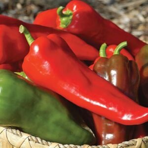 Hybrid Pepper Carmen