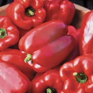 Pepper King of the North