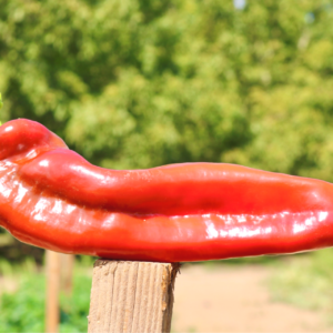 Hybrid Pepper Giant Marconi