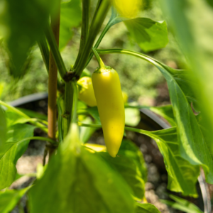 Hungarian Yellow, Hot Wax