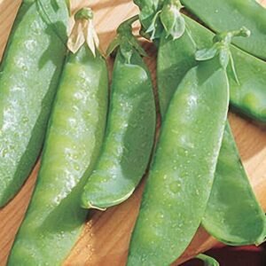 Snow Pea, Mammoth Melting Sugar