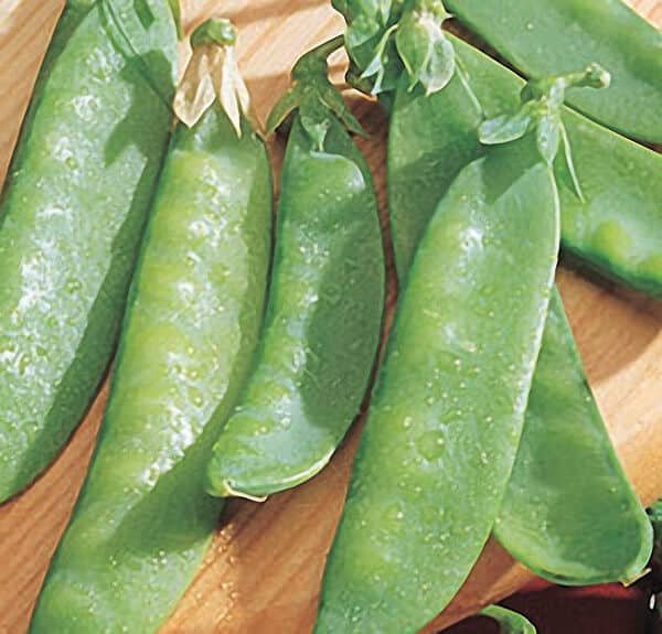 Snow Pea, Mammoth Melting Sugar
