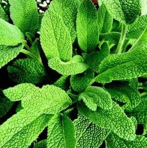 Sage, Herb