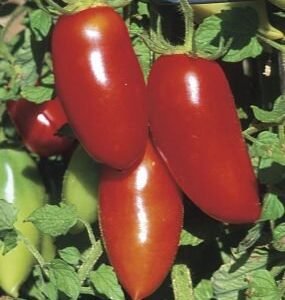 Red Sausage Tomato