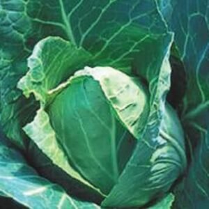 Early Jersey Wakefield