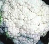 Cauliflower, Snow Ball Self-Blanching