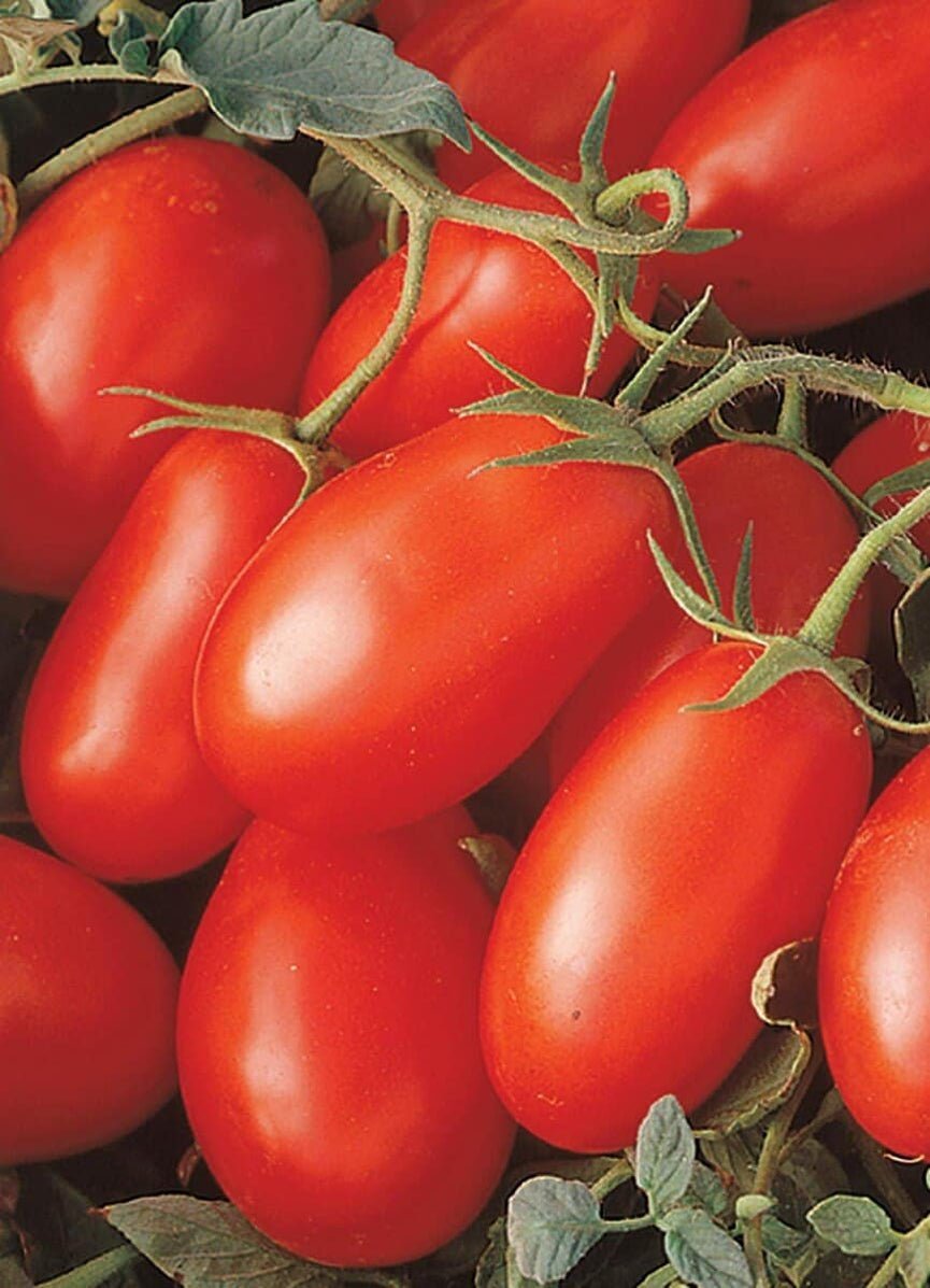 LaRoma Tomato