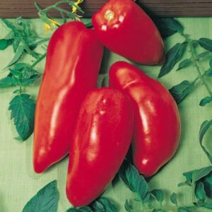 Opalka Tomato