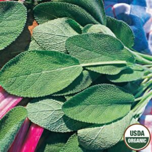 Broad leaf Sage, Ferry Morse