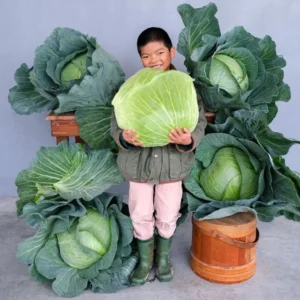 Late Flat Dutch Cabbage