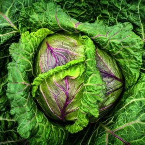 Cabbage Violaceo Di Verona