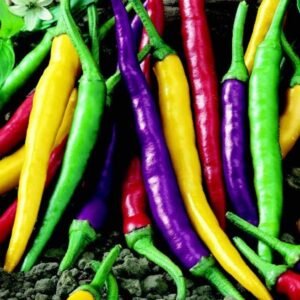 Cayenne Fiesta Blend