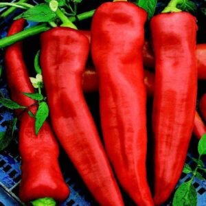 Hybrid Goliath Griller