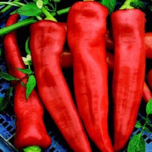 Goliath Griller Hybrid Pepper