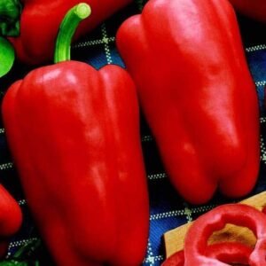 Goliath Collasso Sweet Red