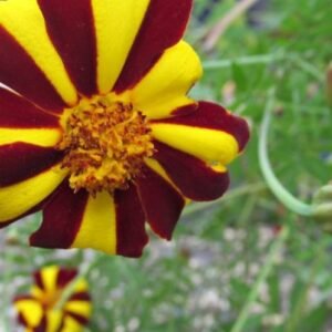 Marigold, Jolly Jester