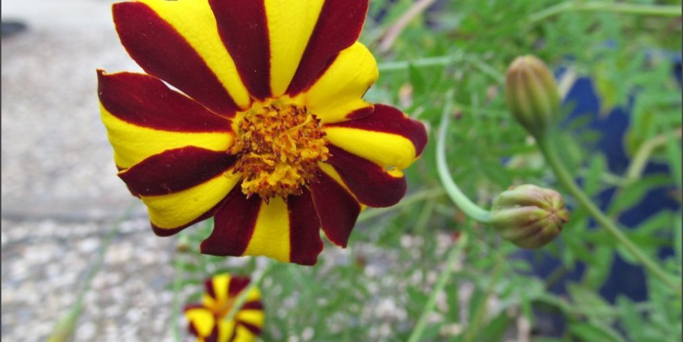 Marigold, Jolly Jester