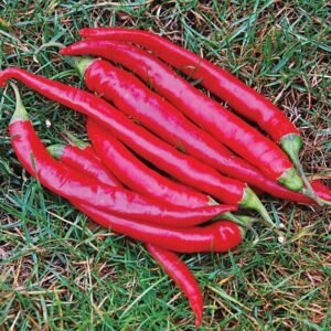 Cayenne Large Red Thick