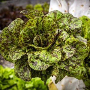 Lettuce, Flashy Butter Gem