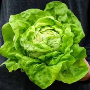Lettuce, May Queen