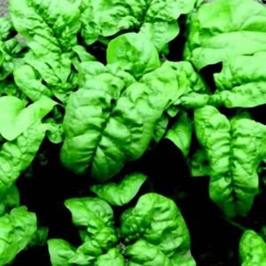 Spinach, Nobel Giant