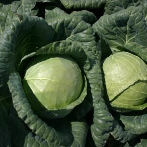 Padoc Cabbage