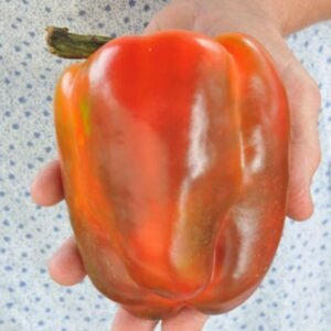 Ozark Giant Sweet Red