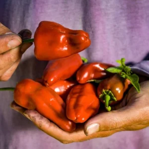 Leuschauer Praprika Pepper