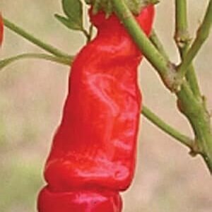 Pepper Red Pepper